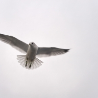 Möwen über dem Bodensee