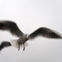 Möwen über dem Bodensee