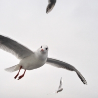 Möwen über dem Bodensee