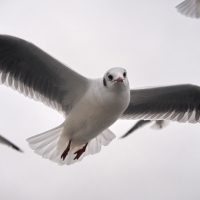 Möwen über dem Bodensee