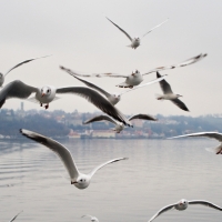 Möwen über dem Bodensee