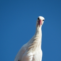 Bei den Störchen