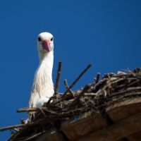 Bei den Störchen