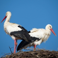 Storchenpaar I