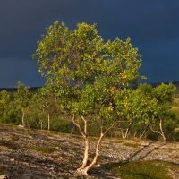 Im Stabbursdalen Nationalpark