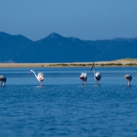 Guten Morgen Flamingos