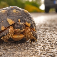 Turtle ahead... | Laconia | Greece