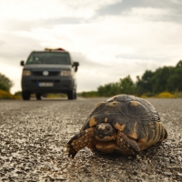 Turtle ahead... | Laconia | Greece
